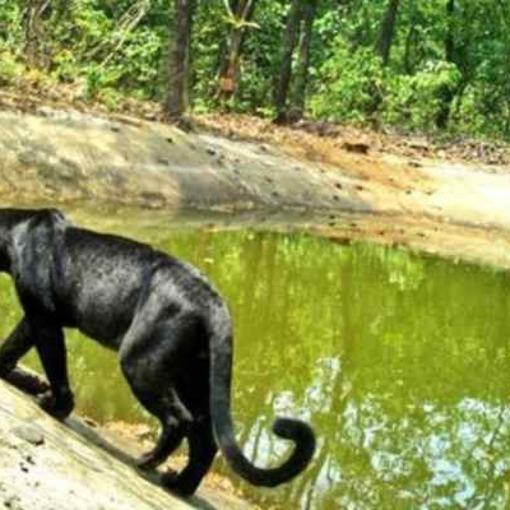 Netravali Wildlife Sanctuary